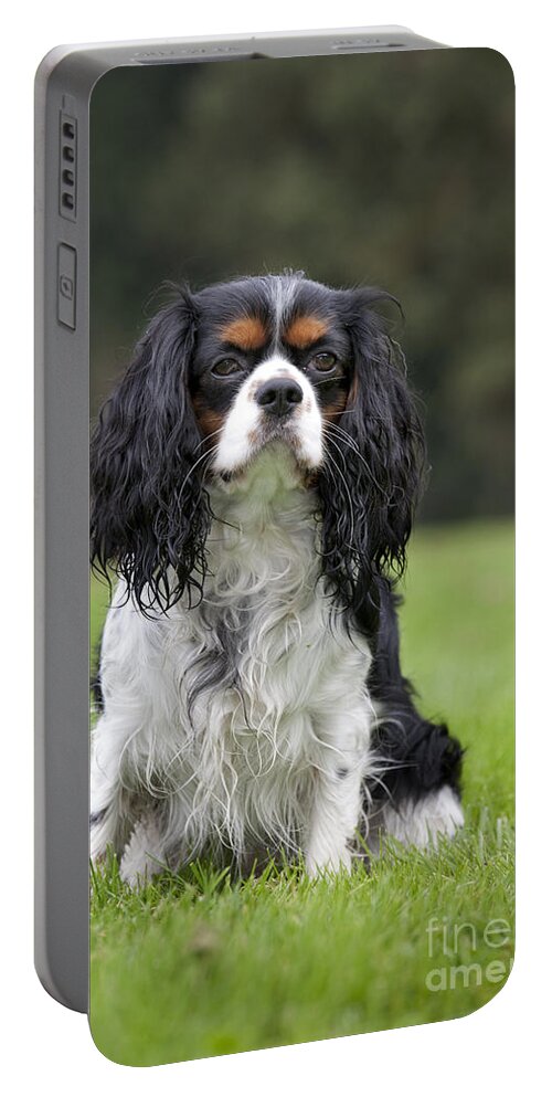 Cavalier King Charles Spaniel Portable Battery Charger featuring the photograph 111216p255 by Arterra Picture Library