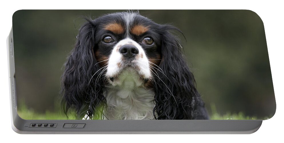 Cavalier King Charles Spaniel Portable Battery Charger featuring the photograph 111216p256 by Arterra Picture Library
