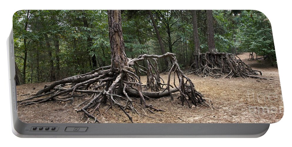 Scots Pine Portable Battery Charger featuring the photograph 120223p257 by Arterra Picture Library