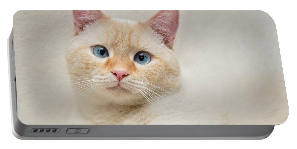 Blue Eyes Portable Battery Charger featuring the photograph Flame Point Siamese Cat #13 by Amy Cicconi