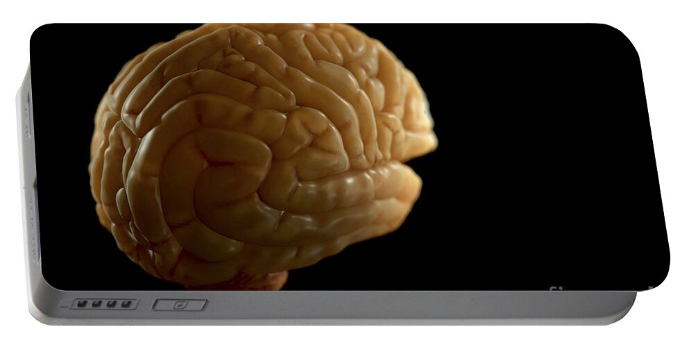 Frontal Lobe Portable Battery Charger featuring the photograph The Human Brain #16 by Science Picture Co