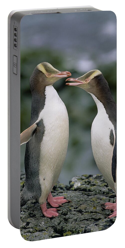 00193991 Portable Battery Charger featuring the photograph Yellow-eyed Penguins by Tui De Roy