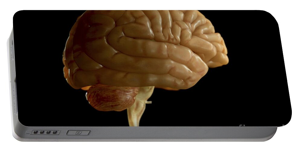 Frontal Lobe Portable Battery Charger featuring the photograph The Human Brain #17 by Science Picture Co