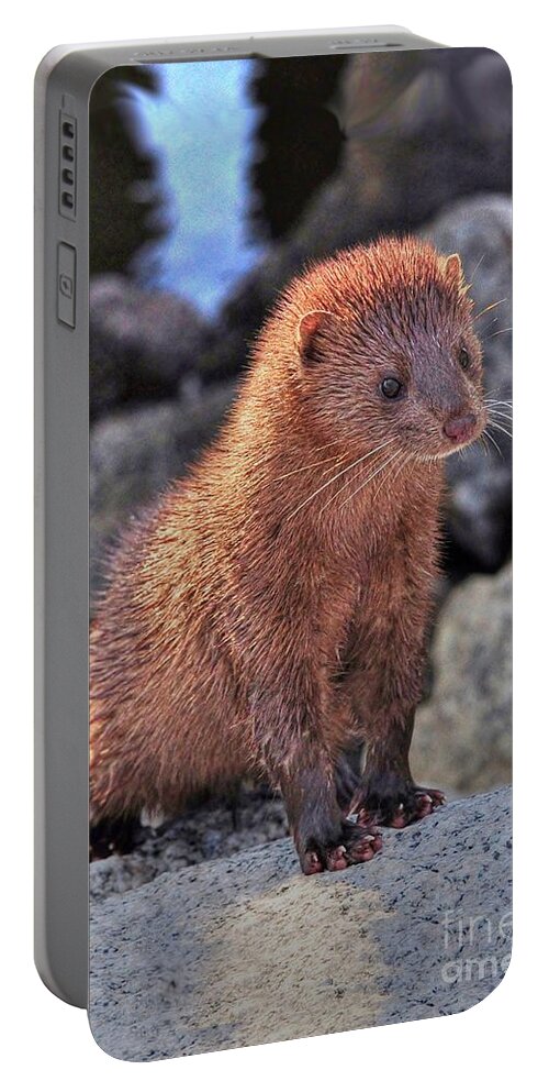 Mink Portable Battery Charger featuring the photograph An American Mink by Kathy Baccari