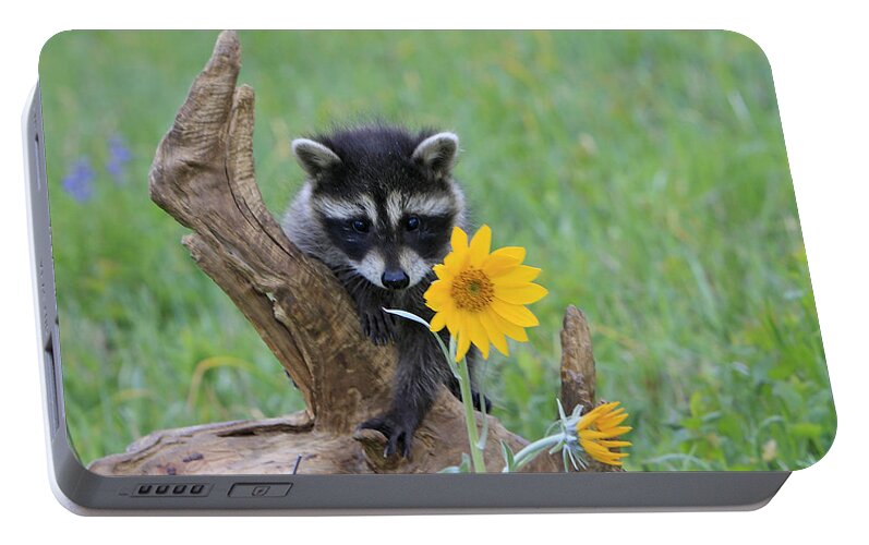 Raccoon Portable Battery Charger featuring the photograph Baby Raccoon #2 by M. Watson