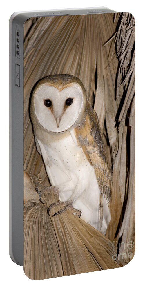 Alertness Portable Battery Charger featuring the photograph Barn Owl Tyto alba #2 by Eyal Bartov