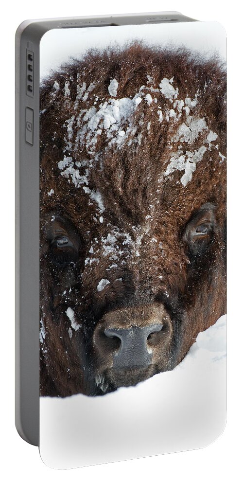 American Bison Portable Battery Charger featuring the photograph Bison in Snow #2 by Max Waugh