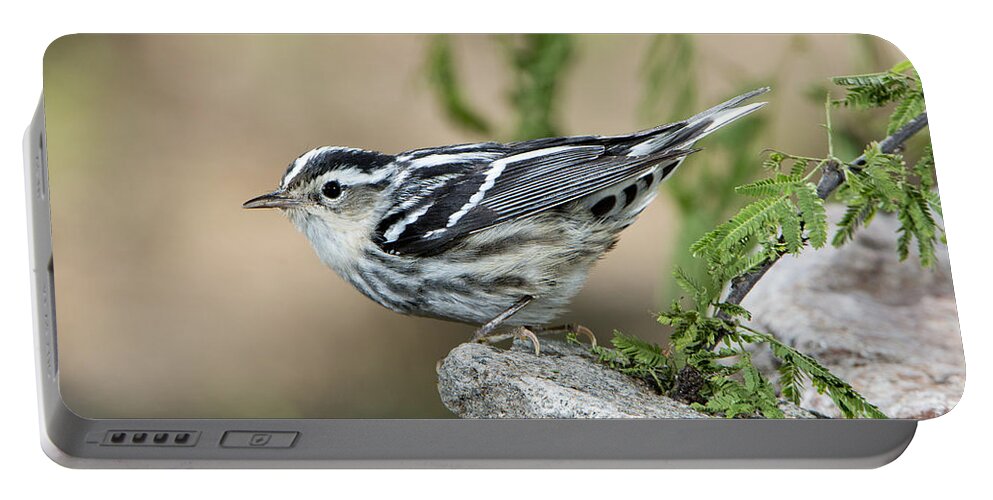 Black-and-white Warbler Portable Battery Charger featuring the photograph Black-and-white Warbler #2 by Anthony Mercieca