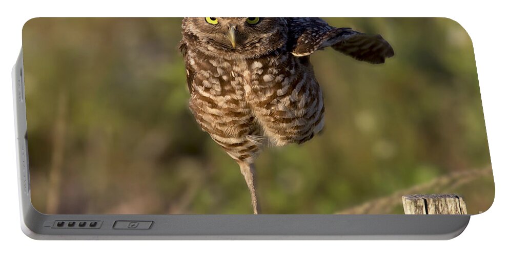 Burrowing Owl Portable Battery Charger featuring the photograph Burrowing Owl Photograph #1 by Meg Rousher