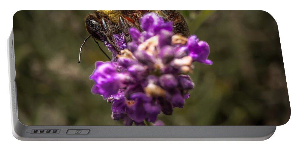 Flower Portable Battery Charger featuring the photograph Carpenter Bee on a Lavender Spike by Ron Pate