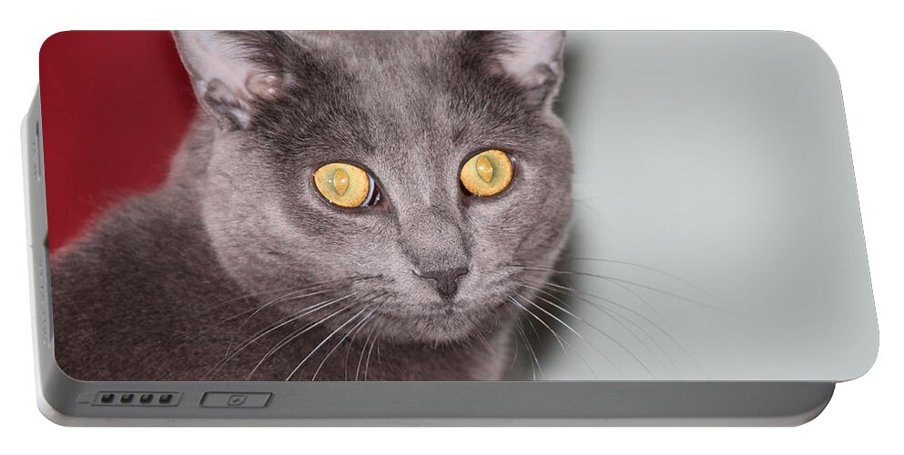 Cats Portable Battery Charger featuring the photograph Cat #2 by Karl Rose