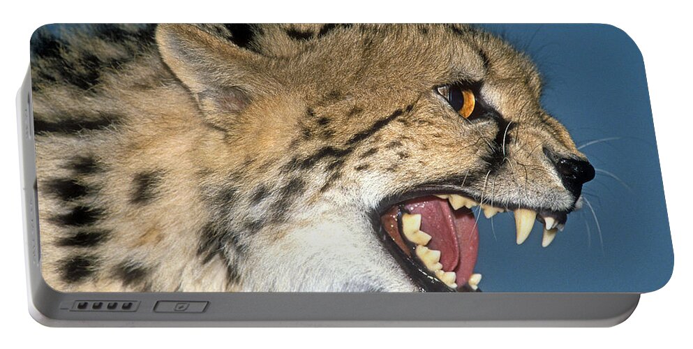 Acinonyx Portable Battery Charger featuring the photograph Cheetah Acinonyx Jubatus #2 by G Ronald Austing