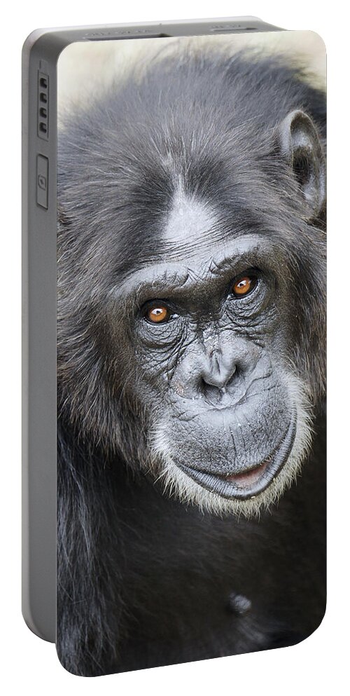 Hiroya Minakuchi Portable Battery Charger featuring the photograph Chimpanzee Portrait Ol Pejeta by Hiroya Minakuchi