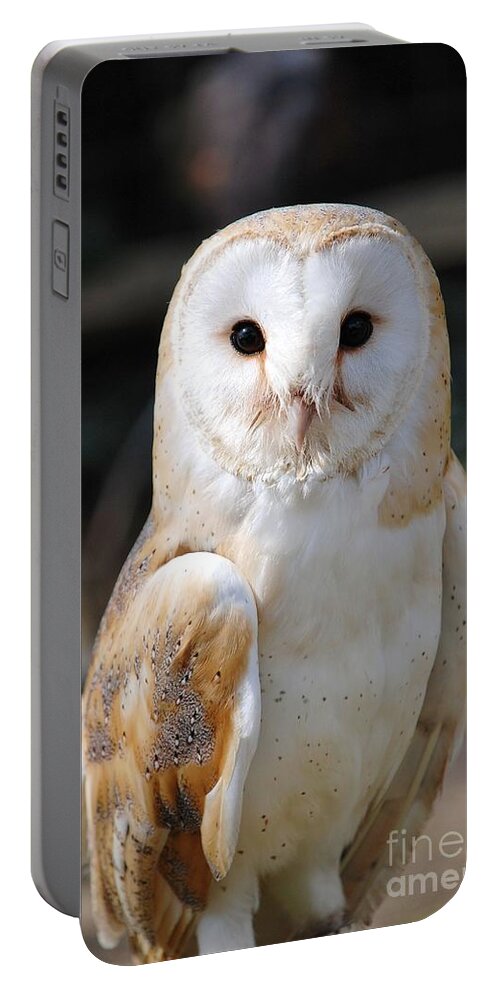 Common Portable Battery Charger featuring the photograph Common Barn Owl #2 by David Fowler