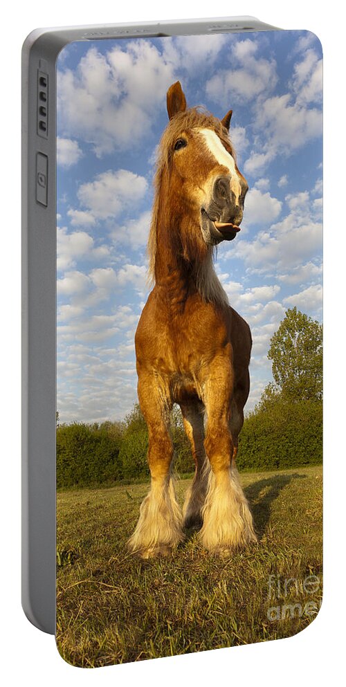 Comtois Portable Battery Charger featuring the photograph Comtois Horse #1 by M Watson