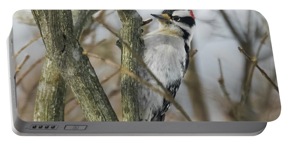 Woodpecker Portable Battery Charger featuring the photograph Downy Woodpecker by Holden The Moment