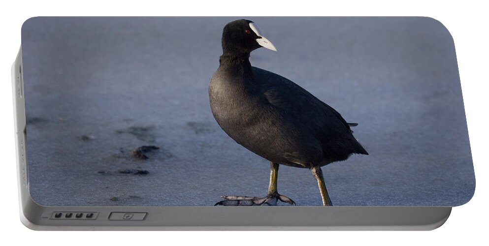 Eurasian Coot Portable Battery Charger featuring the photograph Eurasian Coot Fulica atra by Liz Leyden