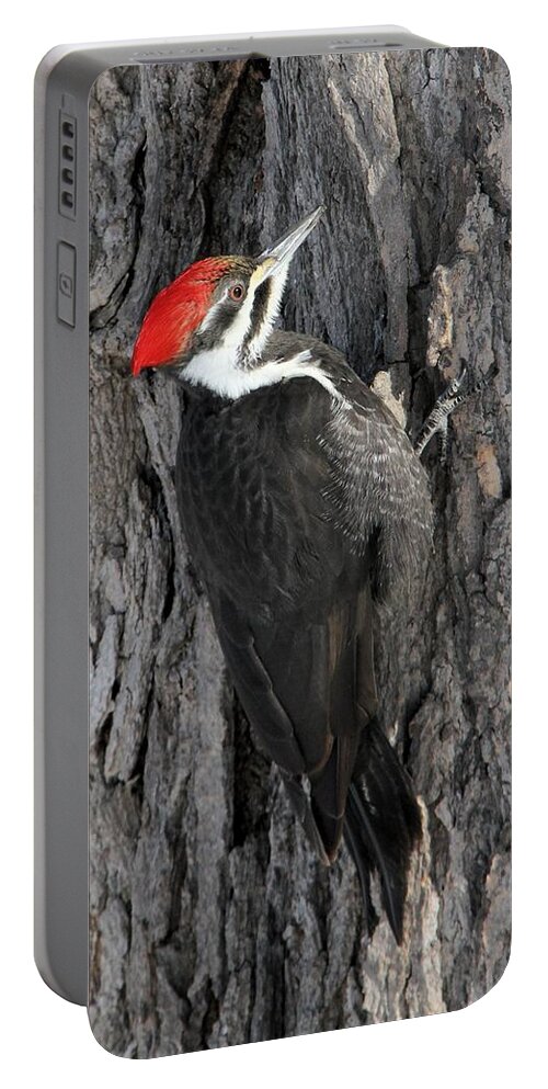 Pileated Woodpecker Portable Battery Charger featuring the photograph Female Pileated Woodpecker #2 by Doris Potter