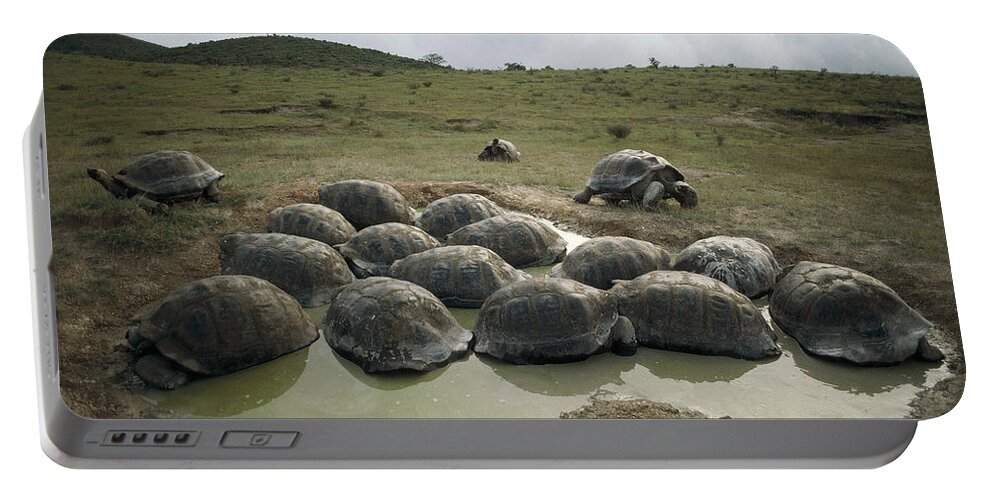 Feb0514 Portable Battery Charger featuring the photograph Galapagos Giant Tortoises Wallowing #2 by Tui De Roy
