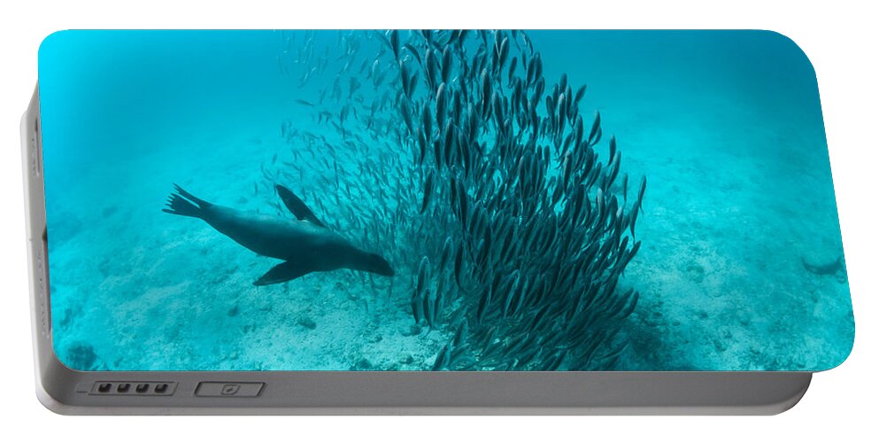 Tui De Roy Portable Battery Charger featuring the photograph Galapagos Sea Lion Hunting Fish Rabida #2 by Tui De Roy