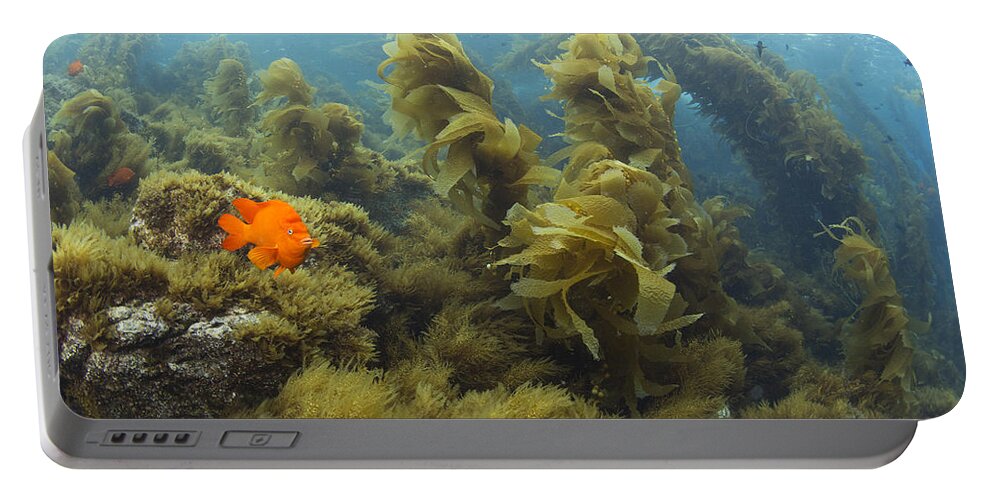 531465 Portable Battery Charger featuring the photograph Garibaldi In Giant Kelp Forest Catalina #2 by Richard Herrmann