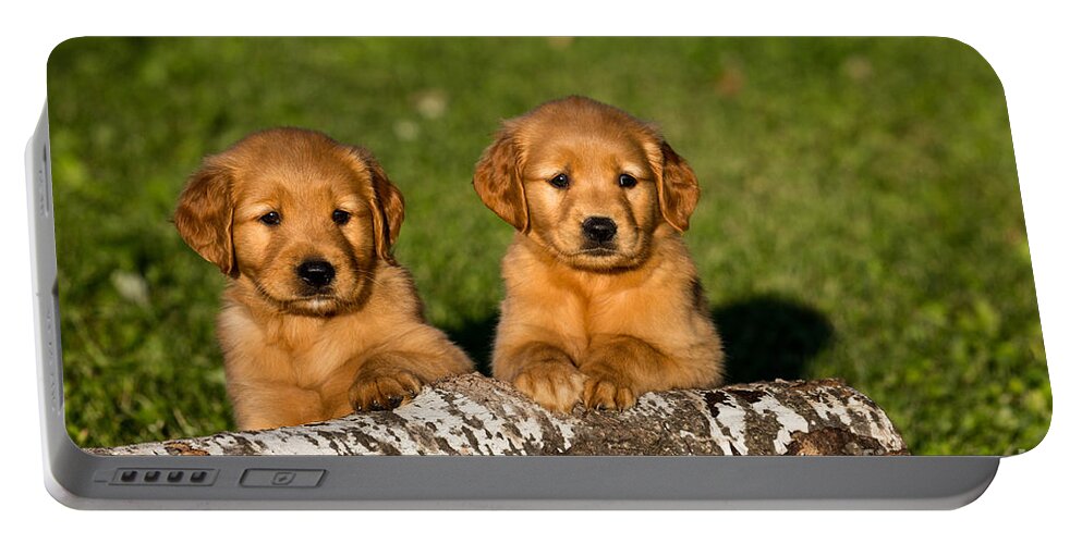 Nature Portable Battery Charger featuring the photograph Golden Retriever Puppies #2 by Linda Freshwaters Arndt