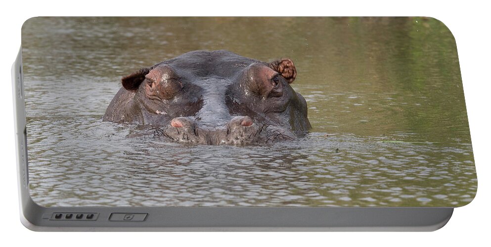 Photography Portable Battery Charger featuring the photograph Hippopotamus Hippopotamus Amphibius #2 by Panoramic Images