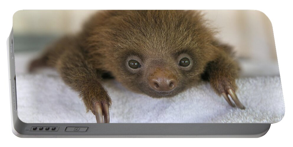 00456396 Portable Battery Charger featuring the photograph Hoffmanns Two-toed Sloth Orphan #2 by Suzi Eszterhas