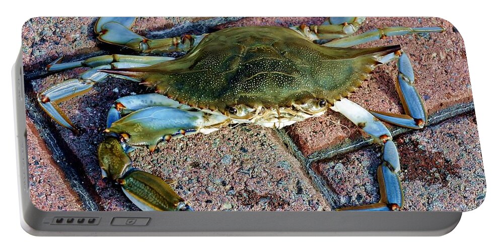 Crab Portable Battery Charger featuring the photograph Hudson River Crab #2 by Lilliana Mendez