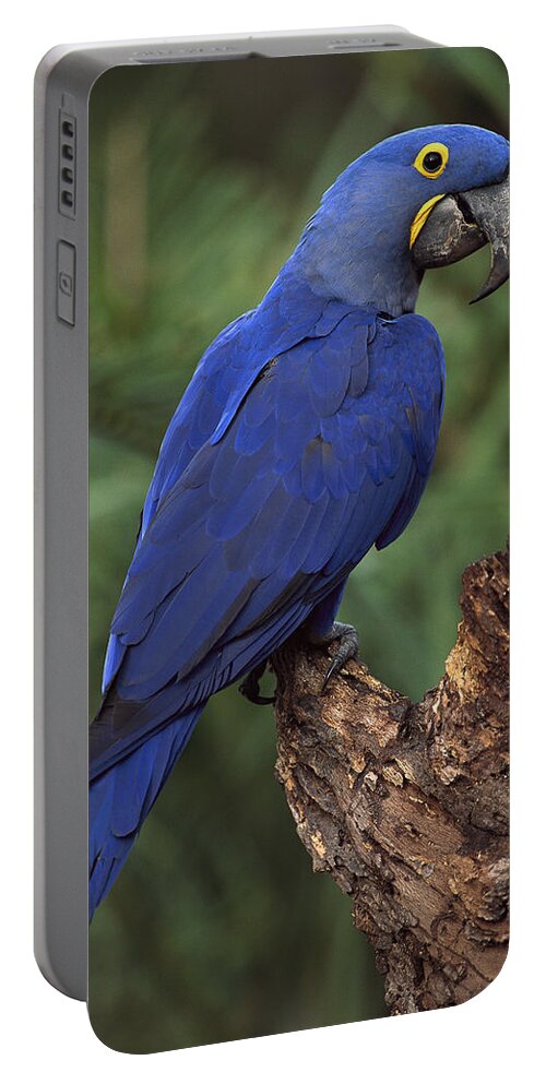 Feb0514 Portable Battery Charger featuring the photograph Hyacinth Macaw Brazil #2 by Pete Oxford