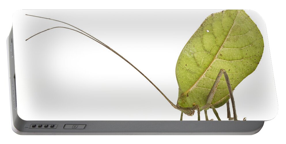 Feb0514 Portable Battery Charger featuring the photograph Katydid Suriname #2 by Piotr Naskrecki