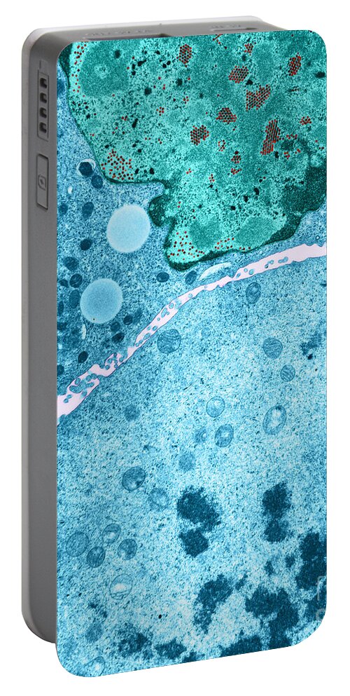 Science Portable Battery Charger featuring the photograph Kb Cell Infected With Adenovirus Tem #2 by David M. Phillips