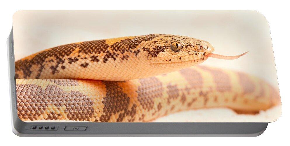Animal Portable Battery Charger featuring the photograph Kenyan Sand Boa Eryx Colubrinus #2 by David Kenny