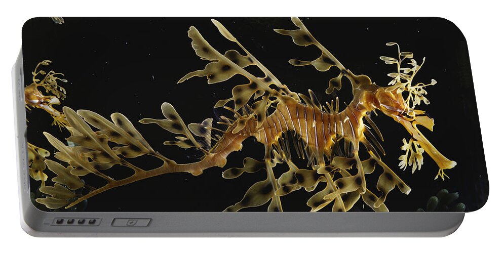 Actinopterygii Portable Battery Charger featuring the photograph Leafy Sea Dragon by Paul Zahl