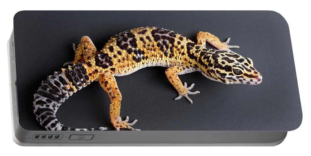 Common Leopard Gecko Portable Battery Charger featuring the photograph Leopard Gecko Eublepharis Macularius #2 by David Kenny