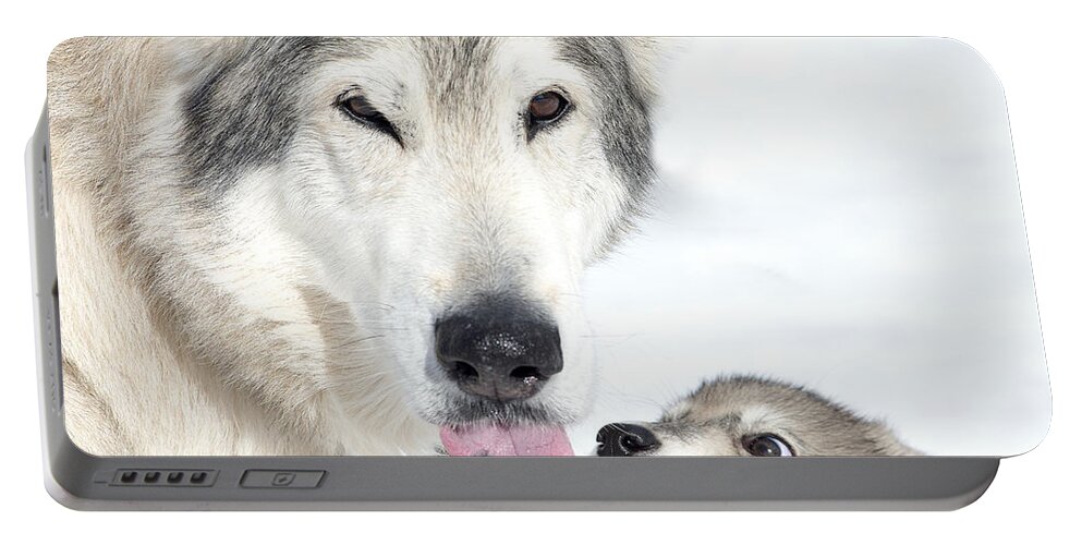 Wolf Hybrid Portable Battery Charger featuring the photograph Love in the Air in Big Horn country #2 by Deby Dixon