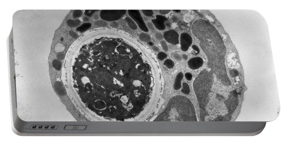 Science Portable Battery Charger featuring the photograph Lymphocyte Digesting Yeast Cell Tem #2 by Biology Pics