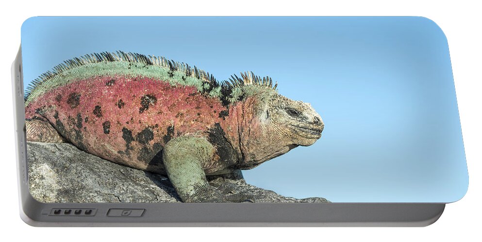 Tui De Roy Portable Battery Charger featuring the photograph Marine Iguana Male In Breeding Colors #3 by Tui De Roy