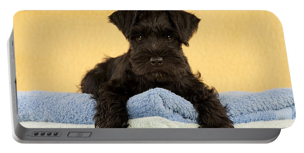 Dog Portable Battery Charger featuring the photograph Miniature Schnauzer Puppy #2 by John Daniels