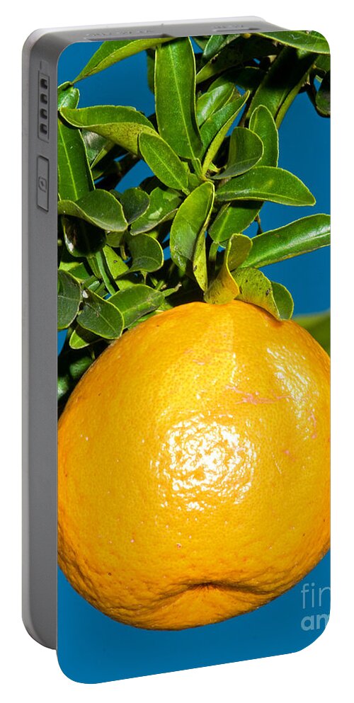 Food Portable Battery Charger featuring the photograph Orange Fruit Growing On Tree #2 by Millard H. Sharp
