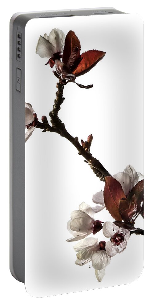 Flower Portable Battery Charger featuring the photograph Plum Flowers by Endre Balogh