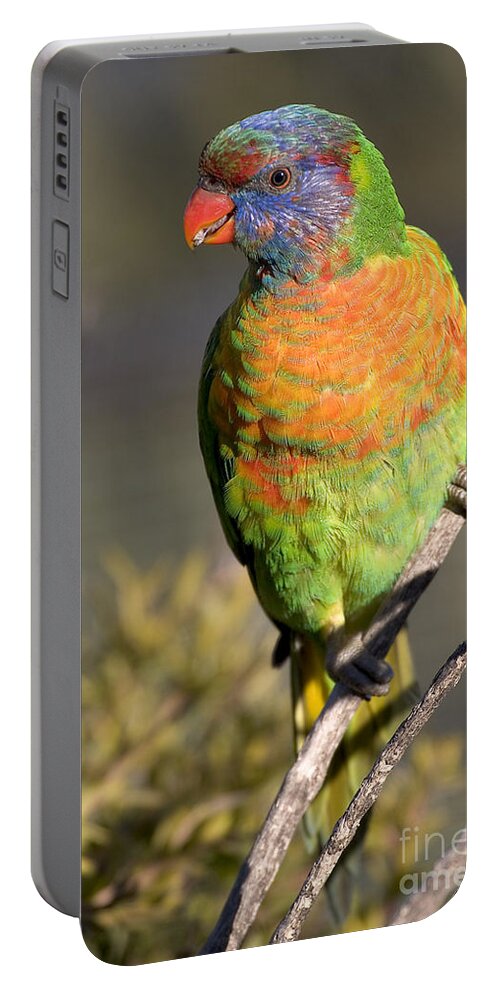 Lorikeets Portable Battery Charger featuring the photograph Rainbow lorikeet by Steven Ralser