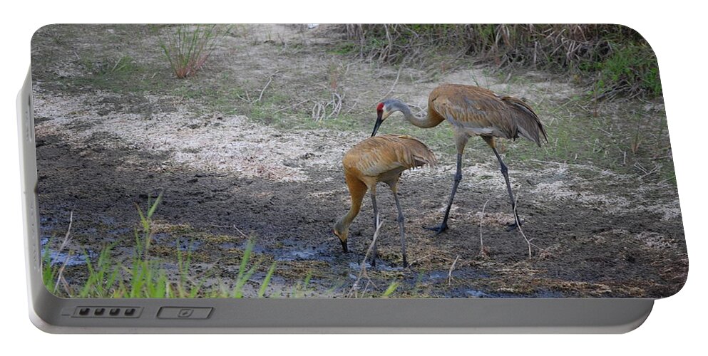 Feeding Portable Battery Charger featuring the photograph Sandhill crane #2 by Robert Floyd