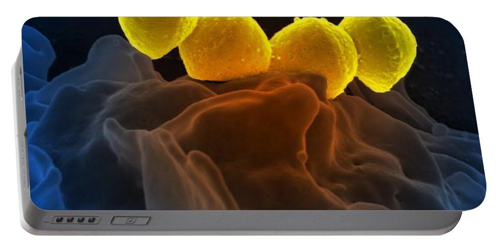 Microbiology Portable Battery Charger featuring the photograph Streptococcus Pyogenes Bacteria Sem by Science Source