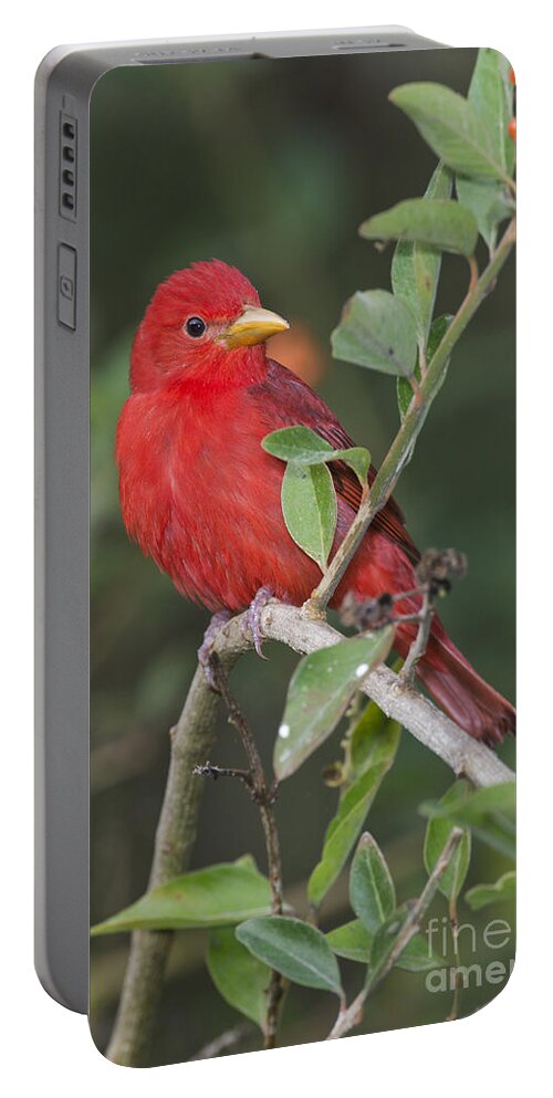Summer Tanager Portable Battery Charger featuring the photograph Summer Tanager #2 by Anthony Mercieca
