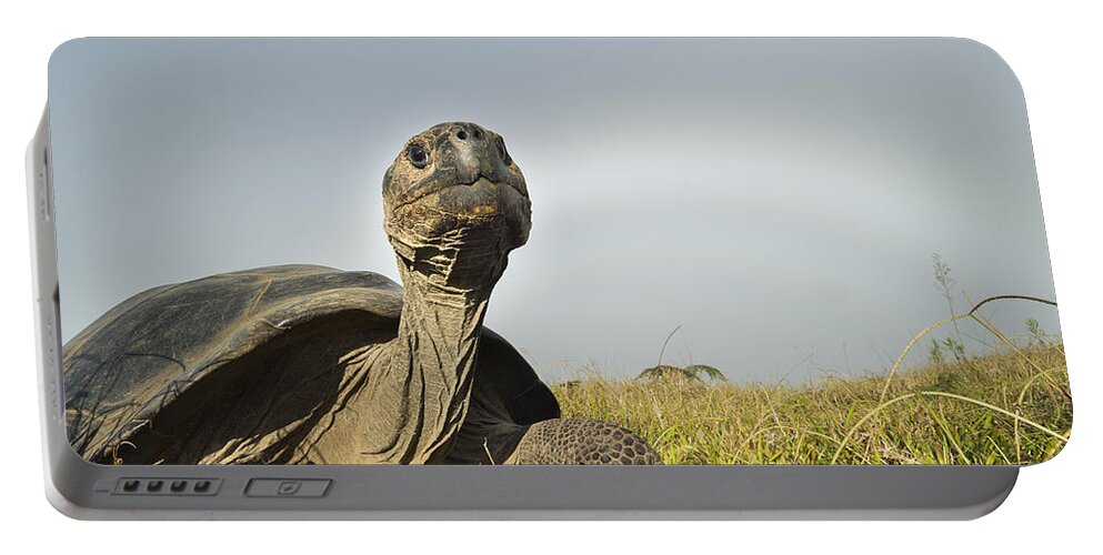 534040 Portable Battery Charger featuring the photograph Volcan Alcedo Giant Tortoises Galapagos #2 by Tui De Roy