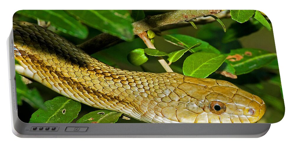 Nature Portable Battery Charger featuring the photograph Yellow Rat Snake #2 by Millard H. Sharp