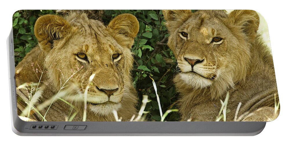 Lion Portable Battery Charger featuring the photograph Young Brothers #2 by Michele Burgess