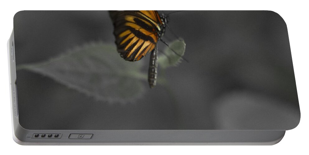 Butterfly Portable Battery Charger featuring the photograph Butterfly #20 by Bradley R Youngberg