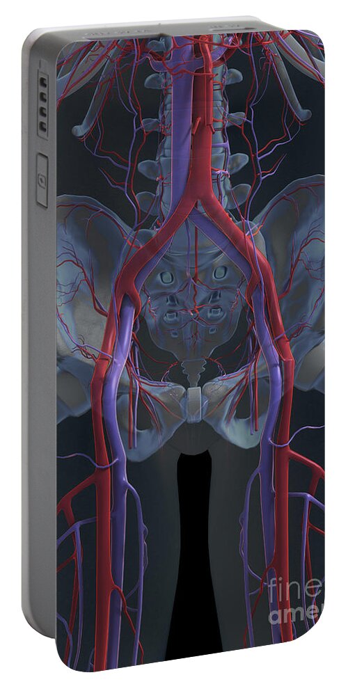 Transparent Portable Battery Charger featuring the photograph The Cardiovascular System #36 by Science Picture Co
